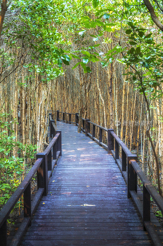 在红树林里的木桥步行道，泰国的Prachuap Khiri Khan。